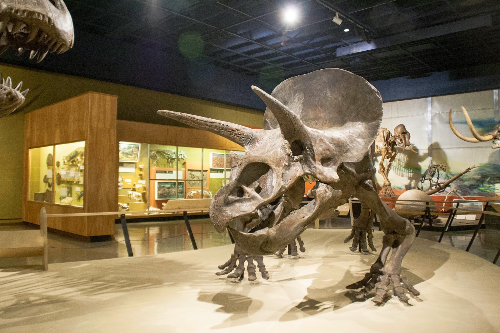 We put the finishing touches on an extraordinary new visitor hall that opened to the public on sunday, october 15, 2023. Cleveland Museum of Natural History Coffee + Cleveland