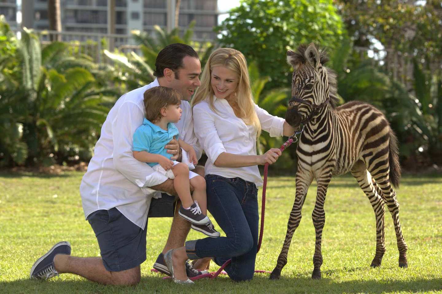 Web 1111 parrot jungle trail miami, florida 33132 tel: Jungle Island en Miami 2021 Todos los tips!