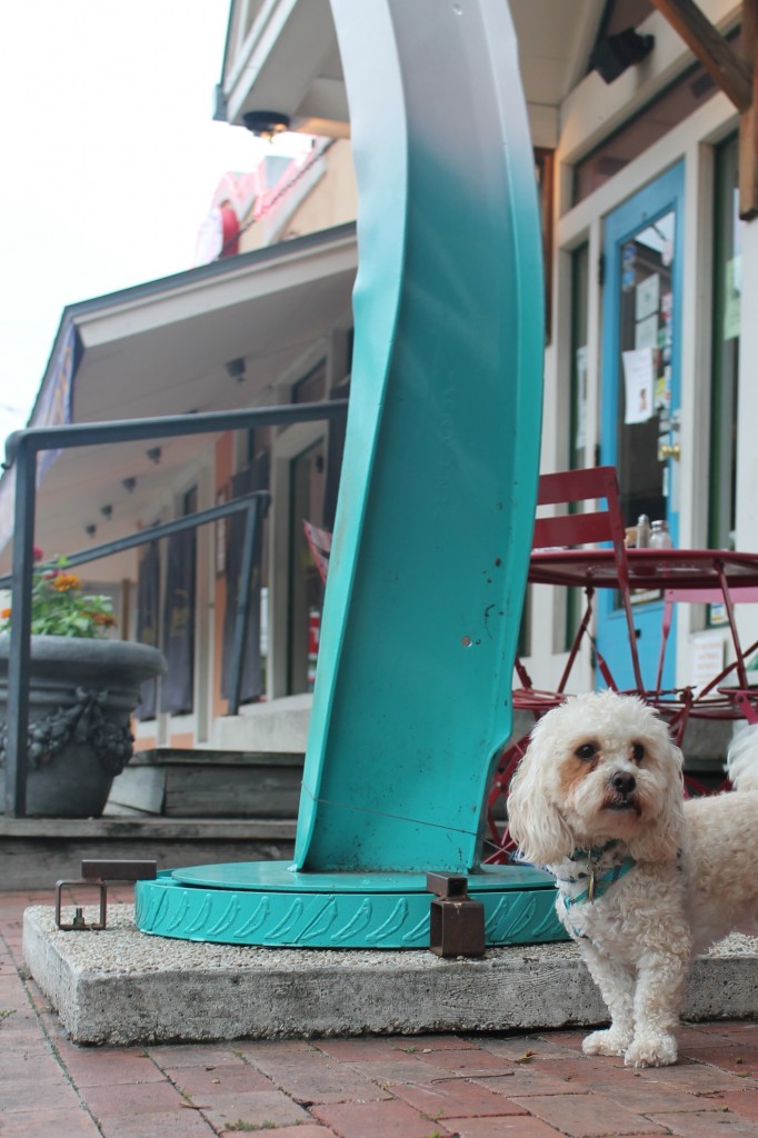 What To Do In San Antonio Best DogFriendly Restaurants In San Antonio