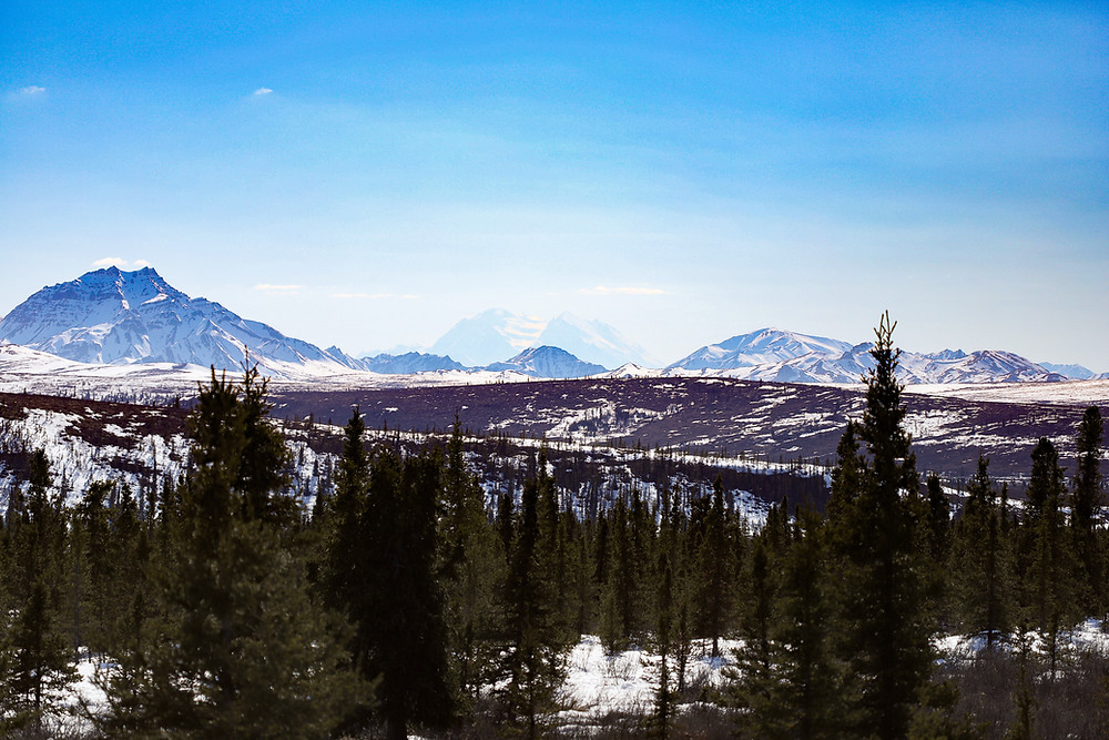 Denali Park Road Closure at Mile 43