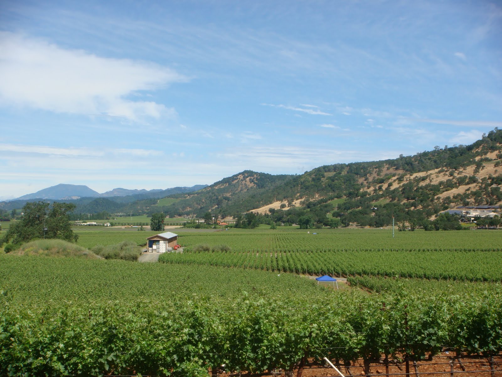 Web find local businesses, view maps and get driving directions in google maps. Travelling Lady Bug Beautiful Silverado Trail Napa Valley