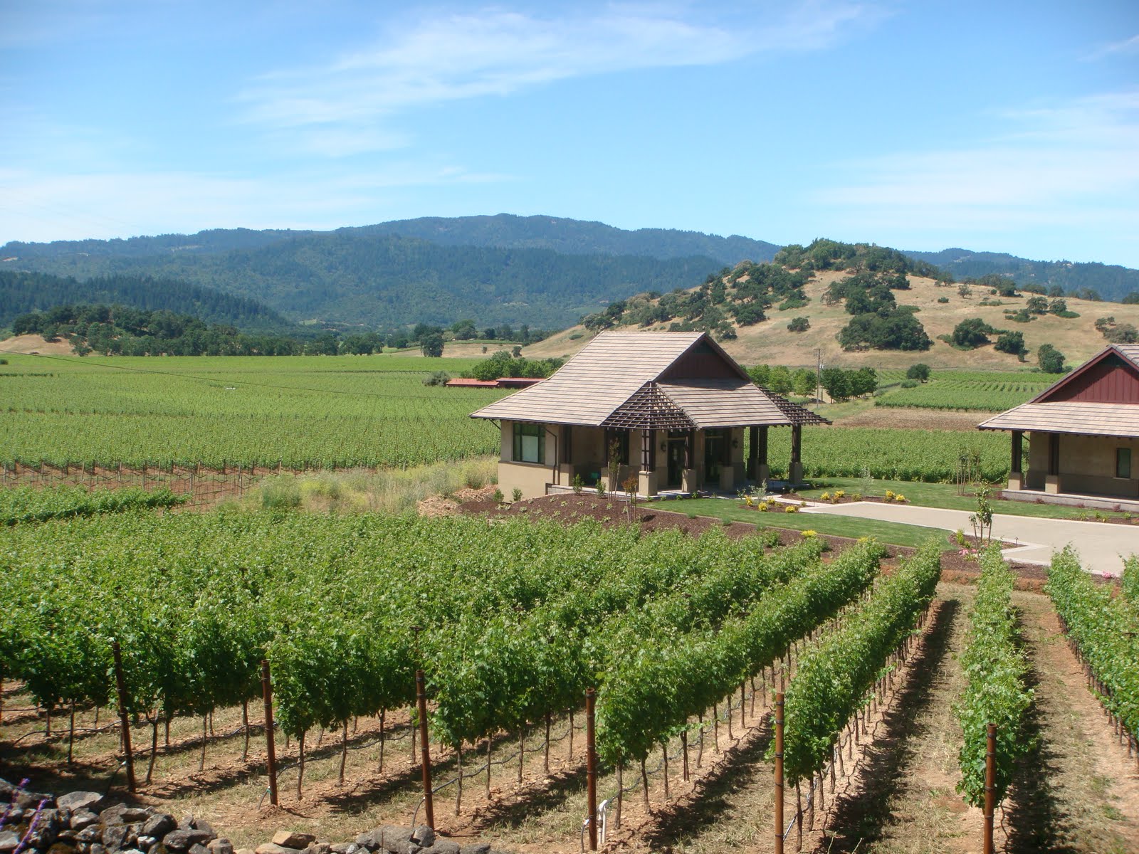 Travelling Lady Bug Beautiful Silverado Trail Napa Valley